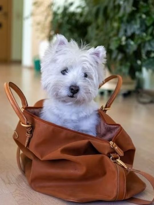 CHIEN ADMIS<br />Les petits chiens propres et tenus en laisse sont autorisés dans les chambres avec un supplément de 5 euros. CHIEN ADMIS<br />Les petits chiens propres et tenus en laisse sont autorisés dans les chambres avec un supplément de 5 euros.